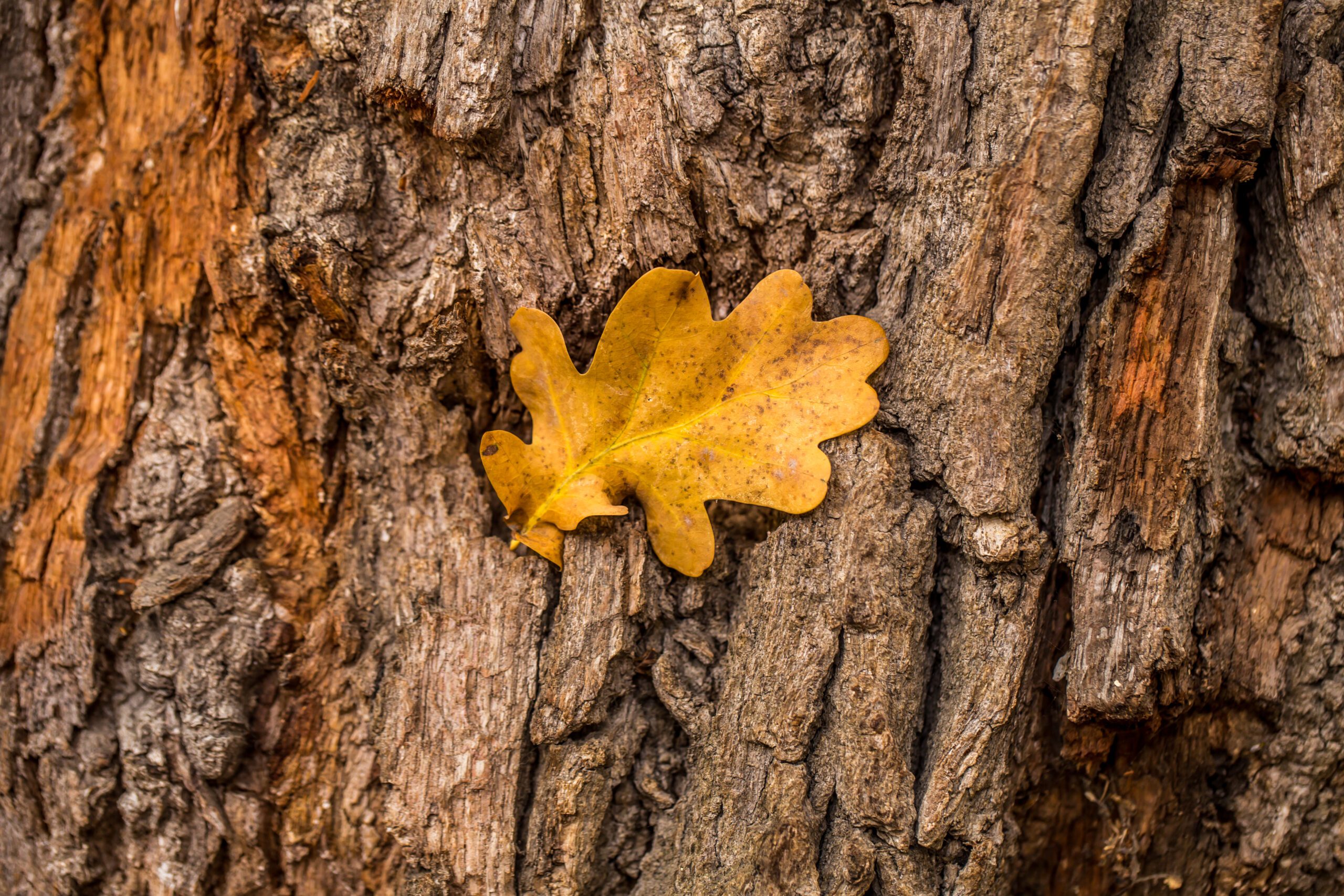 drewno twarde